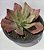 Suculenta Echeveria Diamond State - Imagem 1