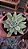 Suculenta Echeveria Lemon Lime Variegata pequena - Imagem 2