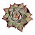 Suculenta Importada Echeveria Cassio Silk Variegata - Imagem 1