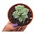 SUCULENTA ECHEVERIA LOVELY QUEEN - Imagem 1