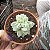 SUCULENTA ECHEVERIA LOVELY QUEEN - Imagem 2