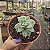 SUCULENTA ECHEVERIA LOVELY QUEEN - Imagem 3