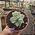 SUCULENTA ECHEVERIA LOVELY QUEEN - Imagem 4