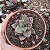 Suculenta Echeveria Hibrida Morani x Chichiensis - Imagem 2