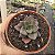 Suculenta Echeveria Hibrida Morani x Chichiensis - Imagem 3