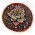 Suculenta Echeveria Hibrida Morani x Chichiensis - Imagem 1