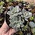 Suculenta Colonia Echeveria Vitor Kane pt 11 - Imagem 3
