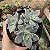 Suculenta Colonia Echeveria Vitor Kane pt 11 - Imagem 2