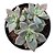 Suculenta Colonia Echeveria Vitor Kane pt 11 - Imagem 1