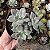 Suculenta Colonia Echeveria Vitor Kane pt 11 - Imagem 4