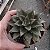 Planta Suculenta Echeveria Monocerotis pt 9cm - Imagem 2