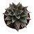 Planta Suculenta Echeveria Monocerotis pt 9cm - Imagem 1