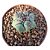 Cacto Thelocactus Hexaedrophorus - Imagem 1