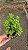 Suculenta Sedum Obesum pt 11 cm - Imagem 2