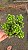 Suculenta Sedum Obesum pt 11 cm - Imagem 3
