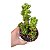 Suculenta Sedum Obesum pt 11 cm - Imagem 1