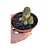 Cacto Echinopsis Chamaelobivia Variegata pote 11 cm - Imagem 1