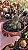 Cacto Echinopsis Chamaelobivia Variegata pote 11 cm - Imagem 2