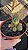 Cacto Echinopsis Chamaelobivia Variegata pote 11 cm - Imagem 3