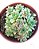 Planta Suculenta Sempervivum Globiferum 'hedgehog' Colônia - Imagem 1