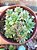 Planta Suculenta Sempervivum Globiferum 'hedgehog' Colônia - Imagem 2