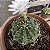 Cacto Gymnocalicium Baldianum vaso 11cm - Imagem 3