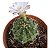 Cacto Gymnocalicium Baldianum vaso 11cm - Imagem 1