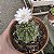Cacto Gymnocalicium Baldianum vaso 11cm - Imagem 2