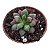 Anacampseros Ruffens Variegata pote 9 - Imagem 2