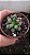 Anacampseros Ruffens Variegata pote 9 - Imagem 3