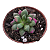 Anacampseros Ruffens Variegata pote 9 - Imagem 1