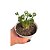 Albuca Spiralles - Imagem 1