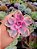 Echeveria Raibow Variegata maravilhosa vaso 11 cm - Imagem 2