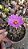 Cacto Thelocactus Bicolor Flor Rosa Cacto Raro Colecionador - Imagem 4
