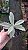 Planta Suculenta Kalanchoe Tomentosa Ou Orelha De Gato - Imagem 4