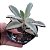 Planta Suculenta Kalanchoe Tomentosa Ou Orelha De Gato - Imagem 2