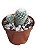 Mammillaria Bombycina Branca - Imagem 1