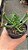 Planta Suculenta Rhombophyllum Dolabriforme pote 9 - Imagem 2