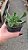 Planta Suculenta Rhombophyllum Dolabriforme pote 9 - Imagem 4