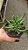 Planta Suculenta Rhombophyllum Dolabriforme pote 9 - Imagem 3