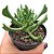 Planta Suculenta Rhombophyllum Dolabriforme pote 9 - Imagem 1