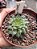 Planta Suculenta Echeveria Sweet Flame - Imagem 2