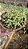 Suculenta Peperomia Rotundifolia - Colar de lentilhas - Imagem 3