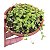 Suculenta Peperomia Rotundifolia - Colar de lentilhas - Imagem 2