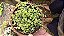 Suculenta Peperomia Rotundifolia - Colar de lentilhas - Imagem 4