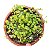 Suculenta Peperomia Rotundifolia - Colar de lentilhas - Imagem 1
