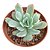 Muda Suculenta Echeveria Luella Variegata pt 11cm - Imagem 2