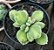 Suculenta Patinha de Urso Variegata(pequena) - Imagem 1