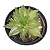 Planta Suculenta Haworthia Cymbiformis Variegata - Imagem 1