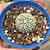 Cacto Astrophytum Myriostigma Pote 9 - Imagem 1